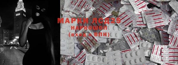 прущие грибы Мурманск
